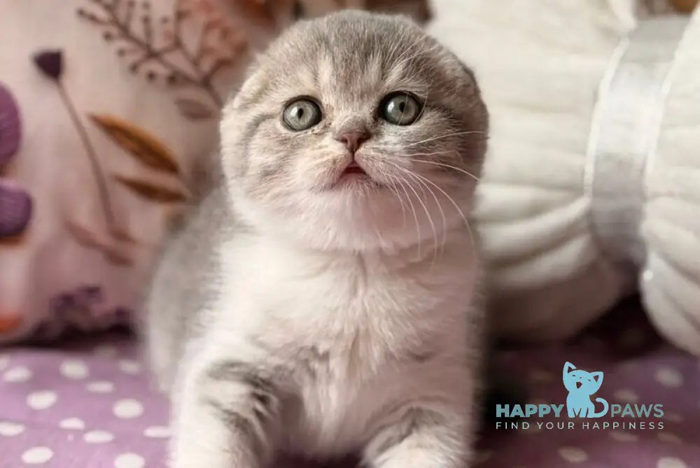 Fortuna Scottish Fold female blue tabby bicolour - live animals