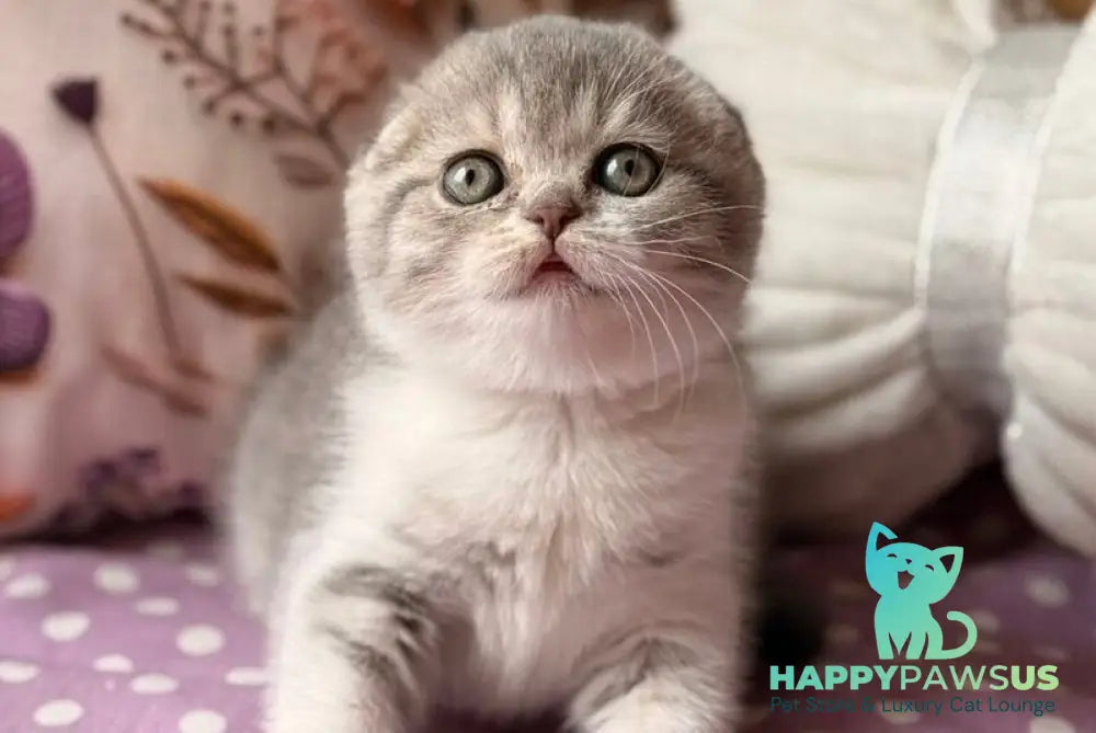 Fortuna Scottish Fold female blue tabby bicolour - live animals