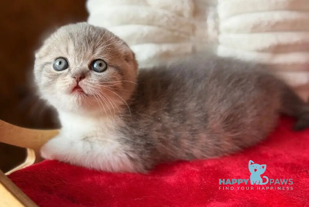Fortuna Scottish Fold female blue tabby bicolour - live animals