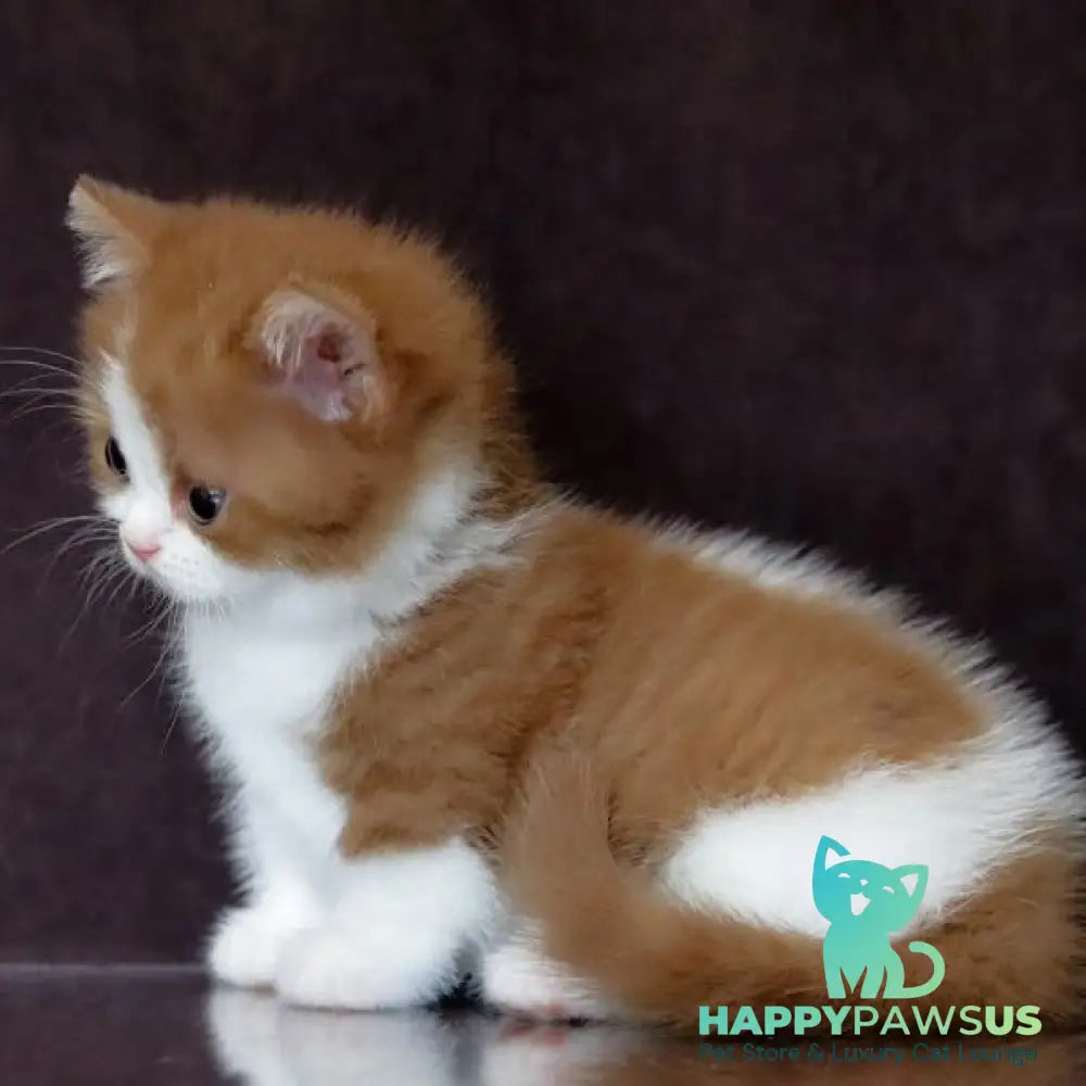 Fortune Munchkin female cinnamon bicolour - live animals