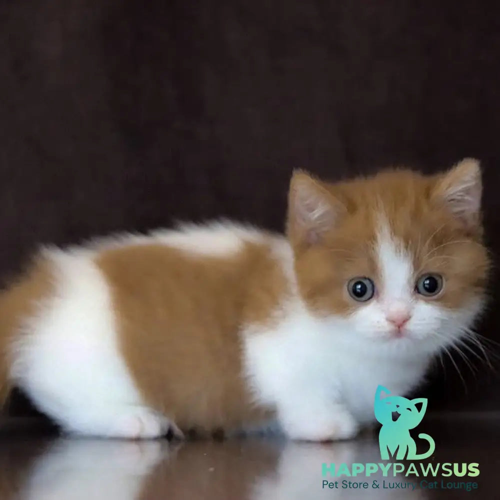 Fortune Munchkin female cinnamon bicolour - live animals