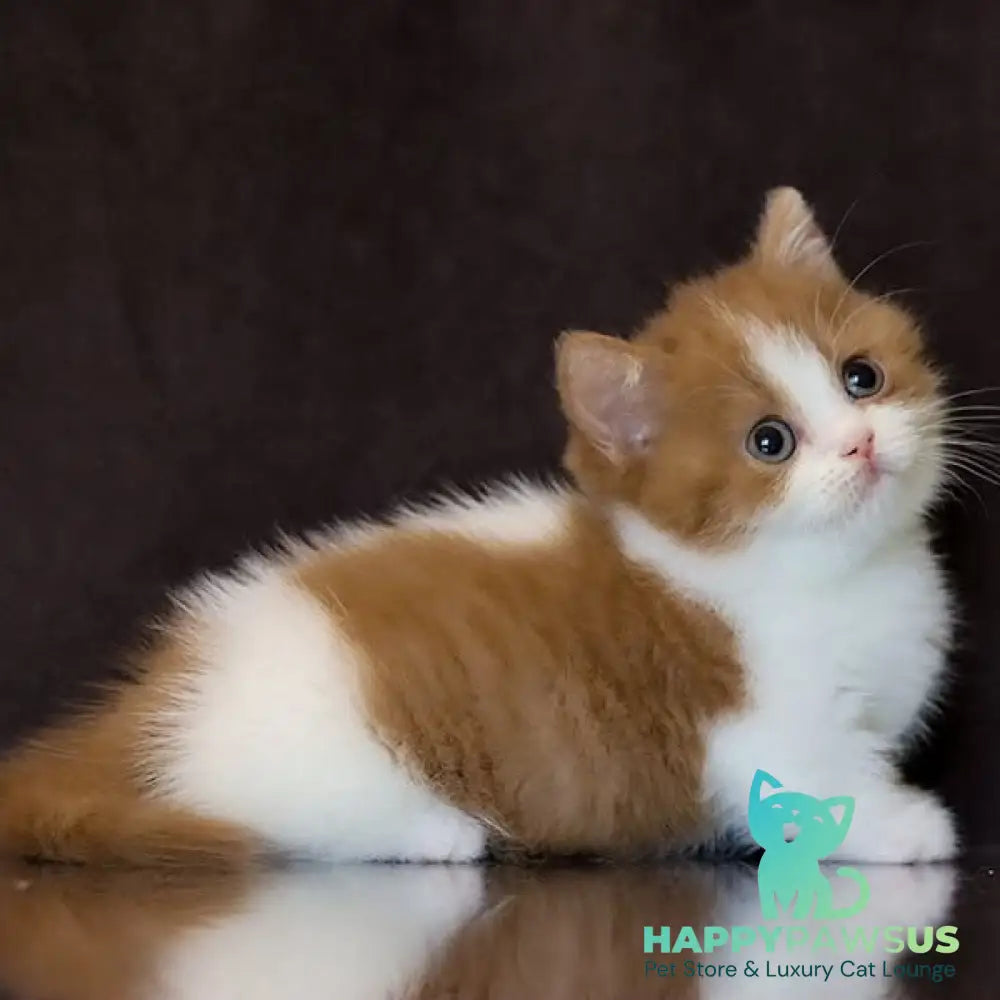 Fortune Munchkin female cinnamon bicolour - live animals