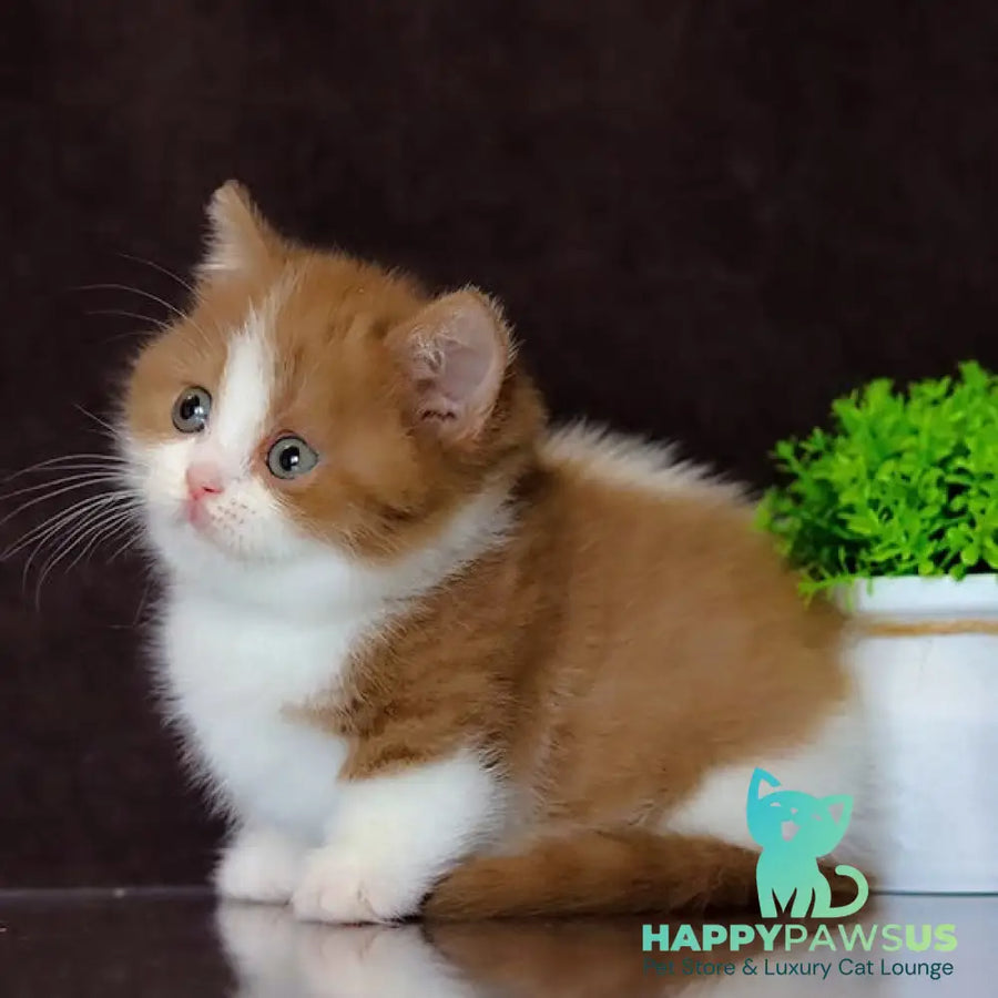 Fortune Munchkin female cinnamon bicolour - live animals