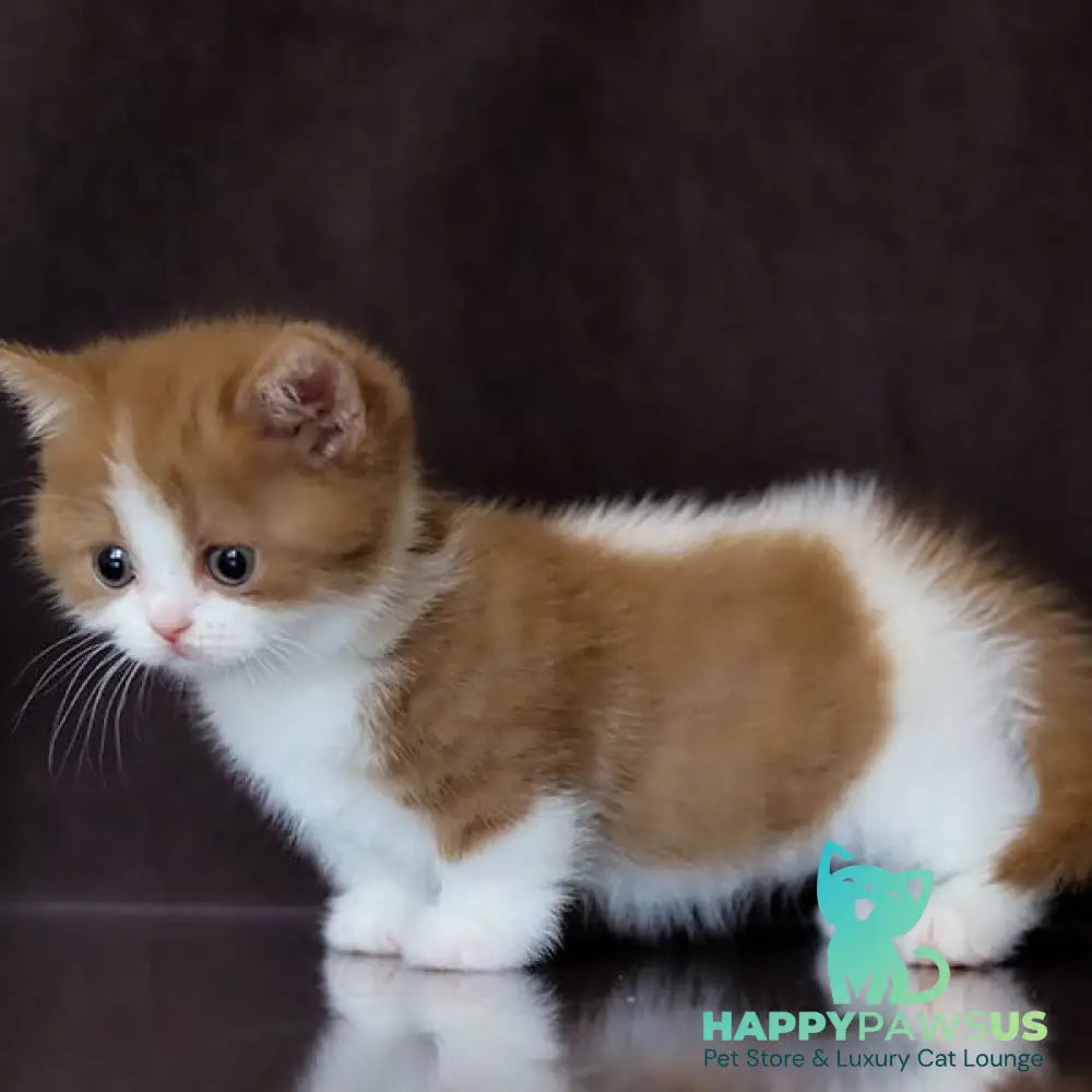 Fortune Munchkin female cinnamon bicolour - live animals