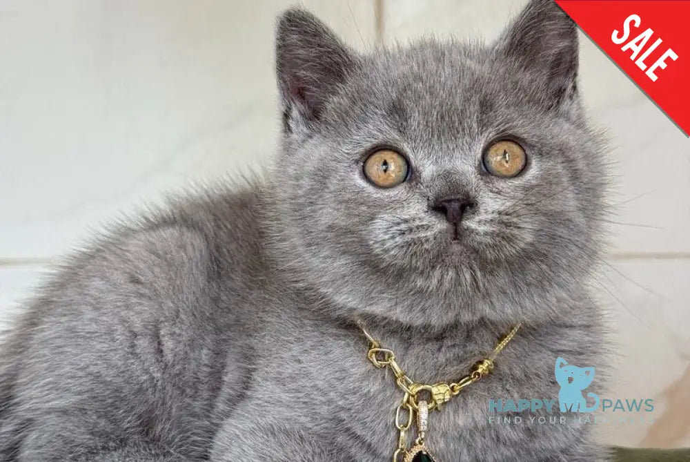 Foster British Shorthair male blue - live animals