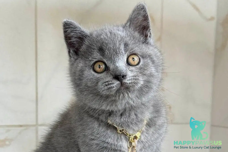 Foster British Shorthair male blue - live animals