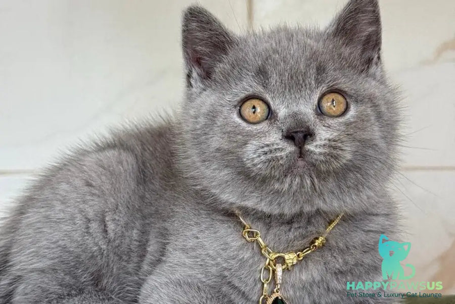 Foster British Shorthair male blue - live animals