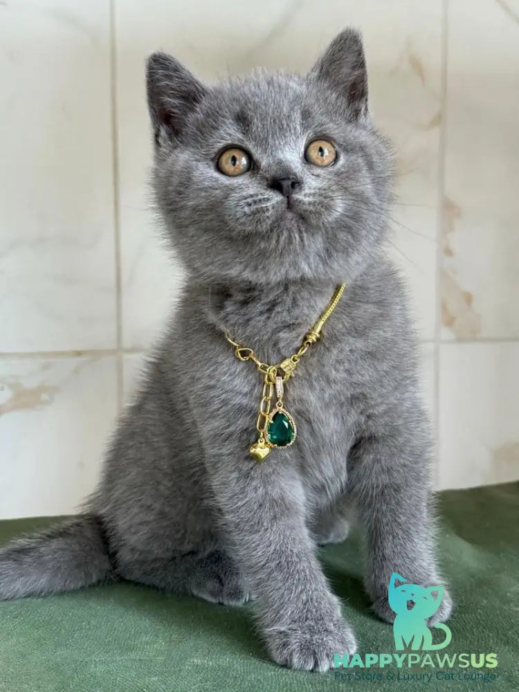 Foster British Shorthair male blue - live animals