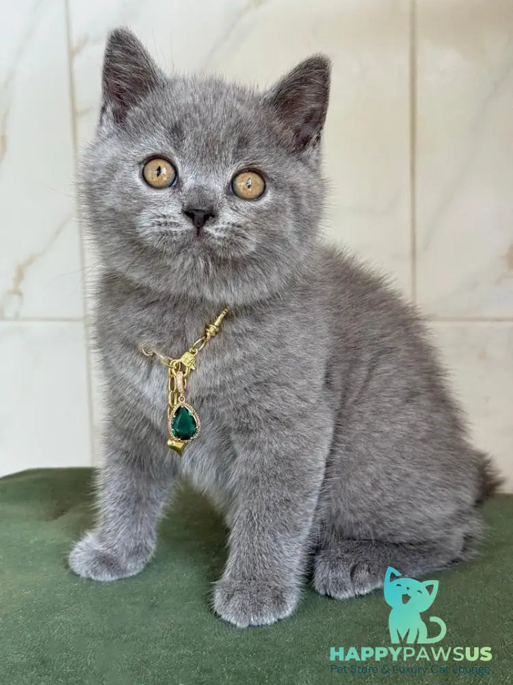 Foster British Shorthair male blue - live animals