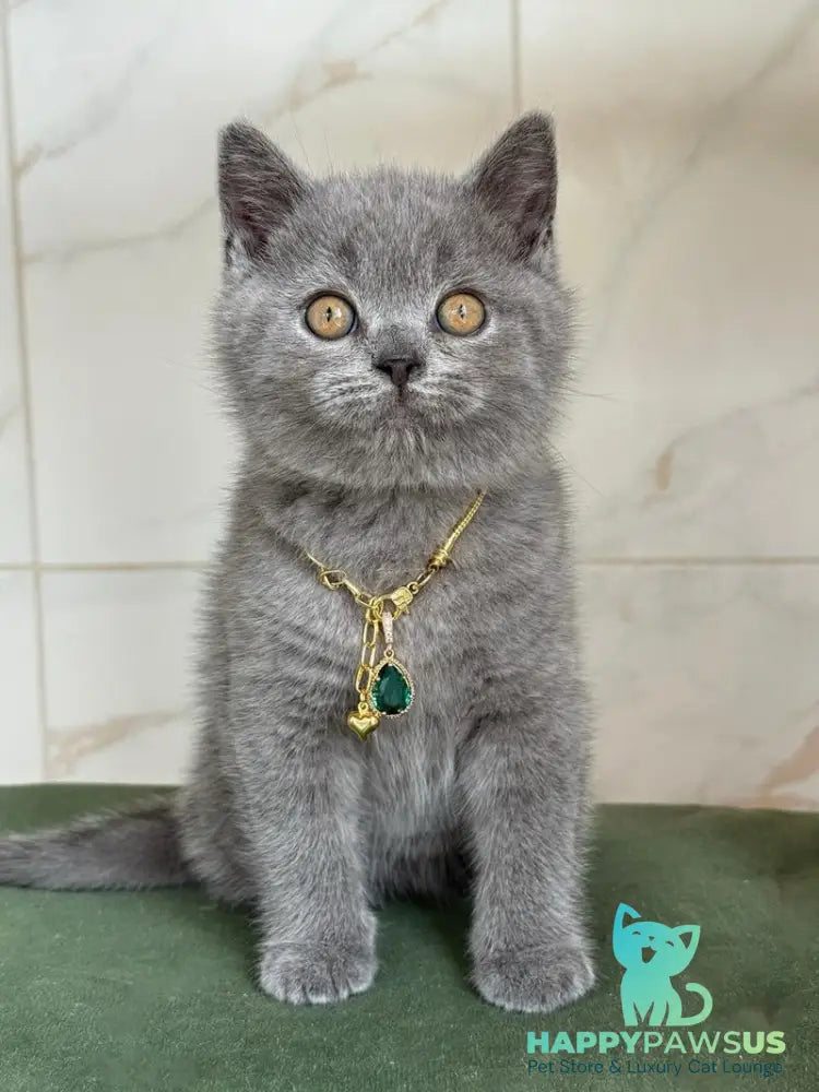 Foster British Shorthair male blue - live animals