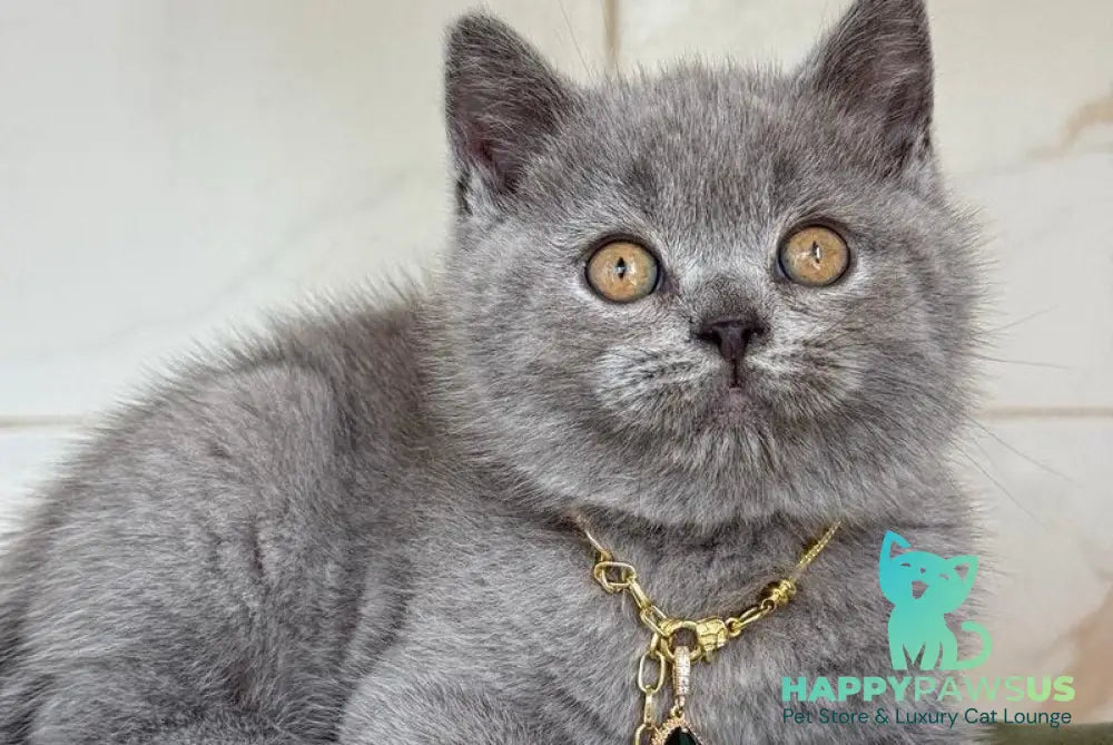 Foster British Shorthair male blue - live animals