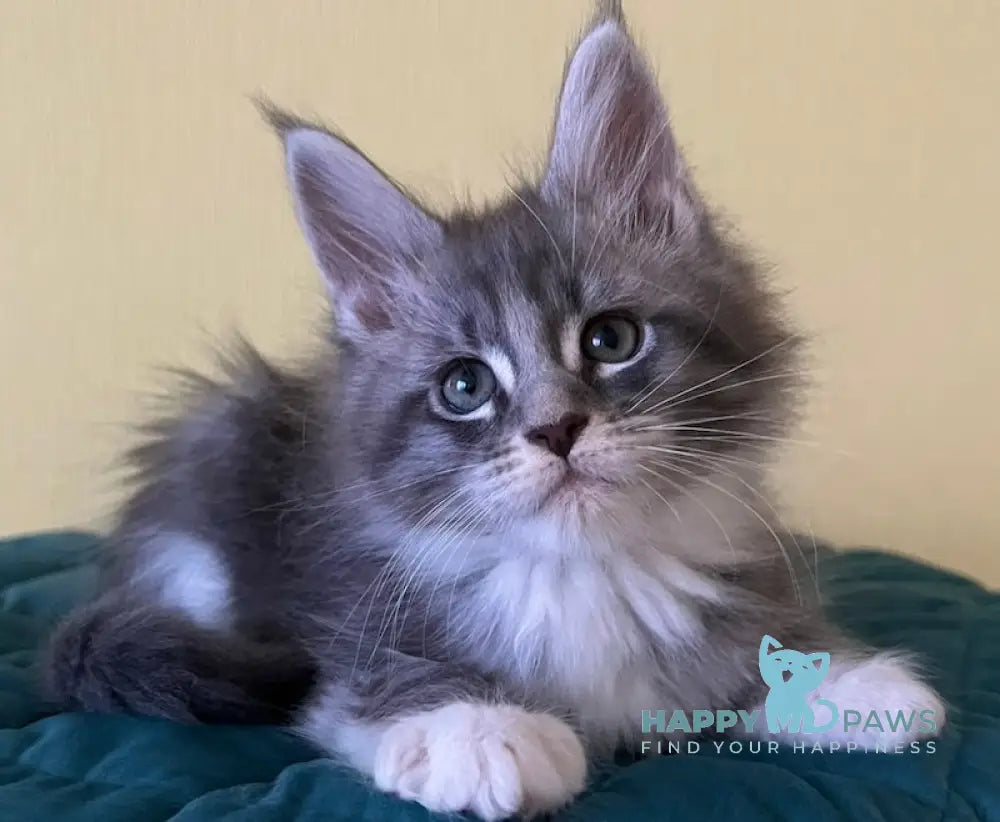 Foster Maine Coon male blue silver tabby bicolour live animals