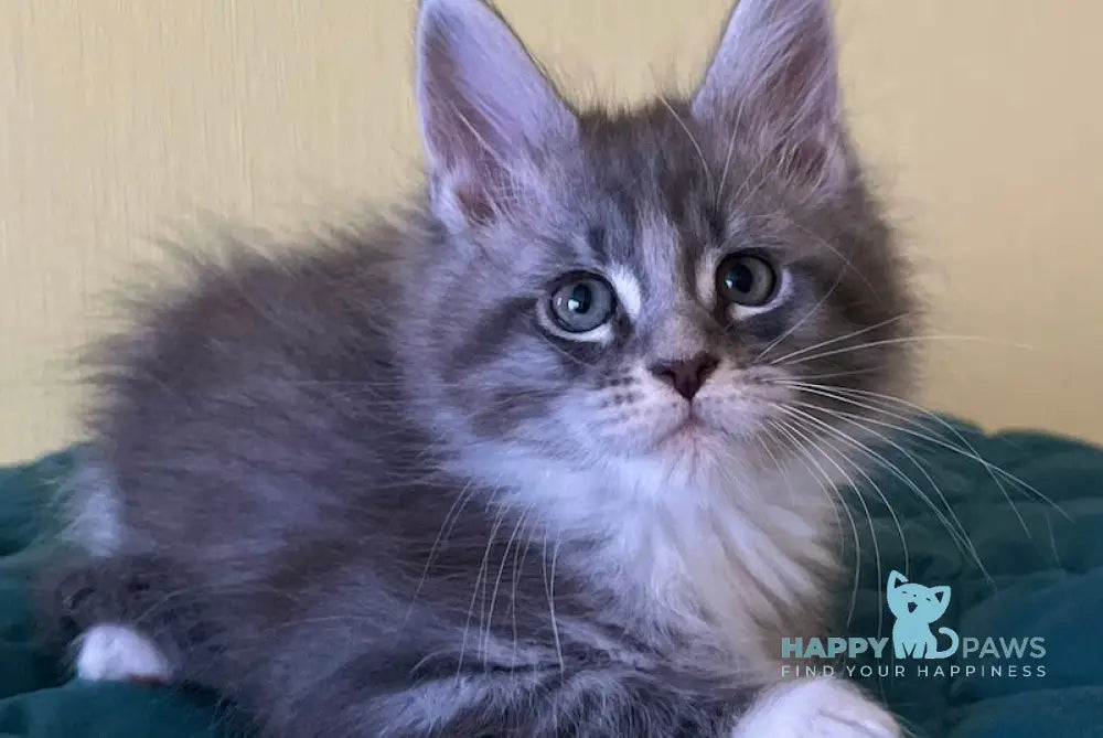 Foster Maine Coon male blue silver tabby bicolour live animals