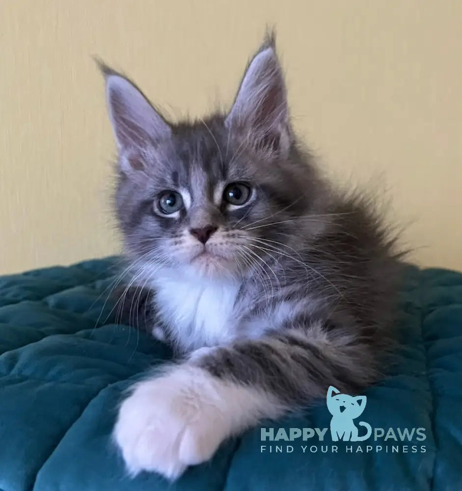 Foster Maine Coon male blue silver tabby bicolour live animals