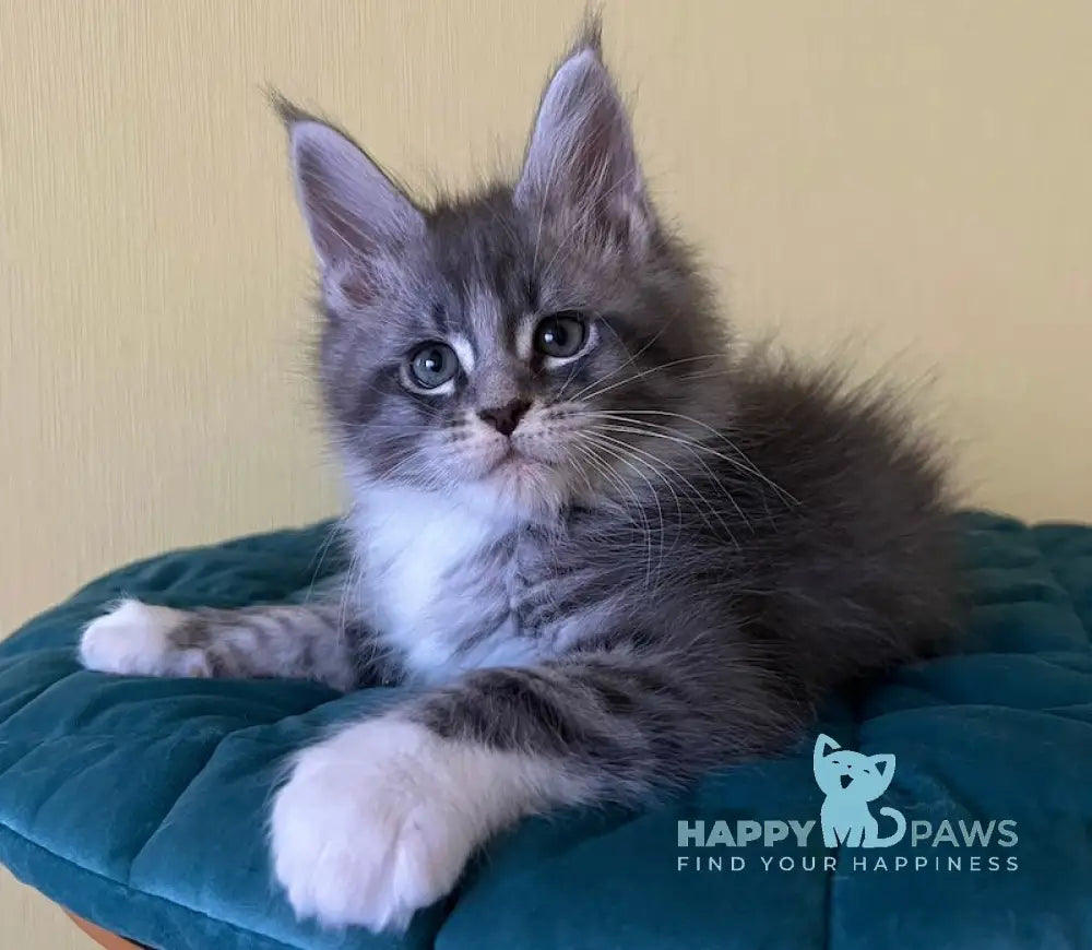 Foster Maine Coon male blue silver tabby bicolour live animals