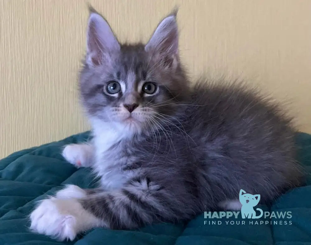 Foster Maine Coon male blue silver tabby bicolour live animals