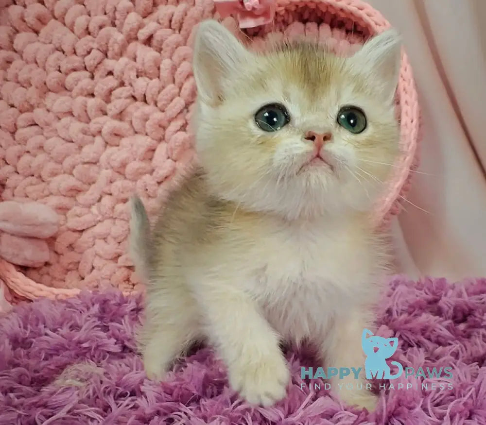 Fox British Shorthair male blue golden chinchilla live animals