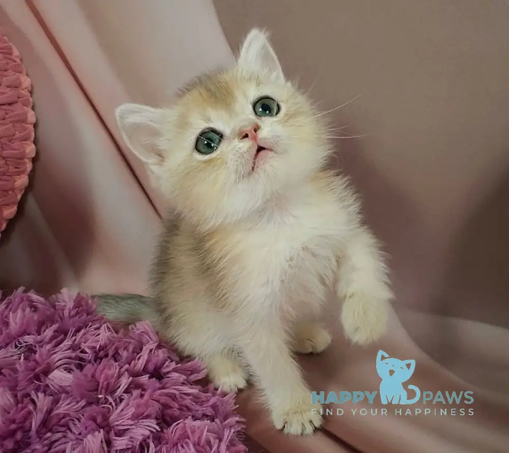 Fox British Shorthair male blue golden chinchilla live animals