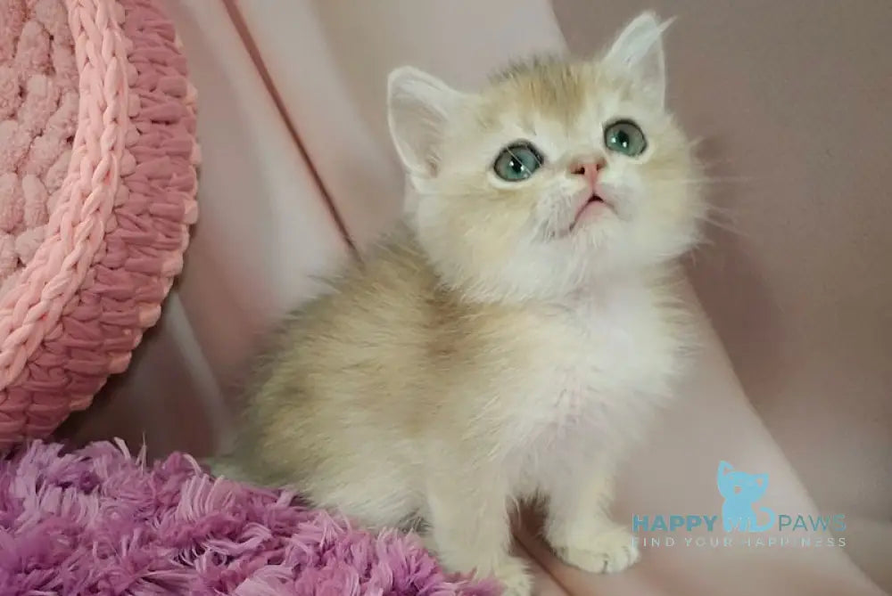 Fox British Shorthair male blue golden chinchilla live animals