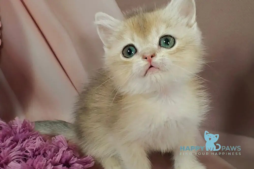 Fox British Shorthair male blue golden chinchilla live animals