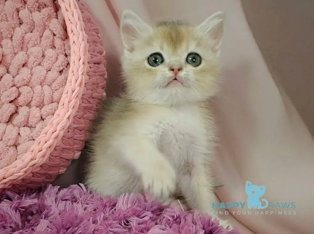 Fox British Shorthair male blue golden chinchilla live animals