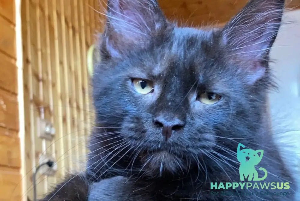 Fox Maine Coon male black - live animals