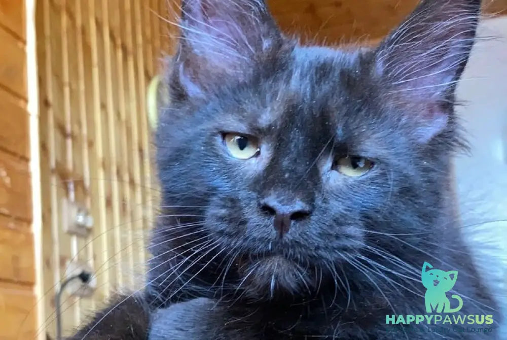 Fox Maine Coon male black - live animals