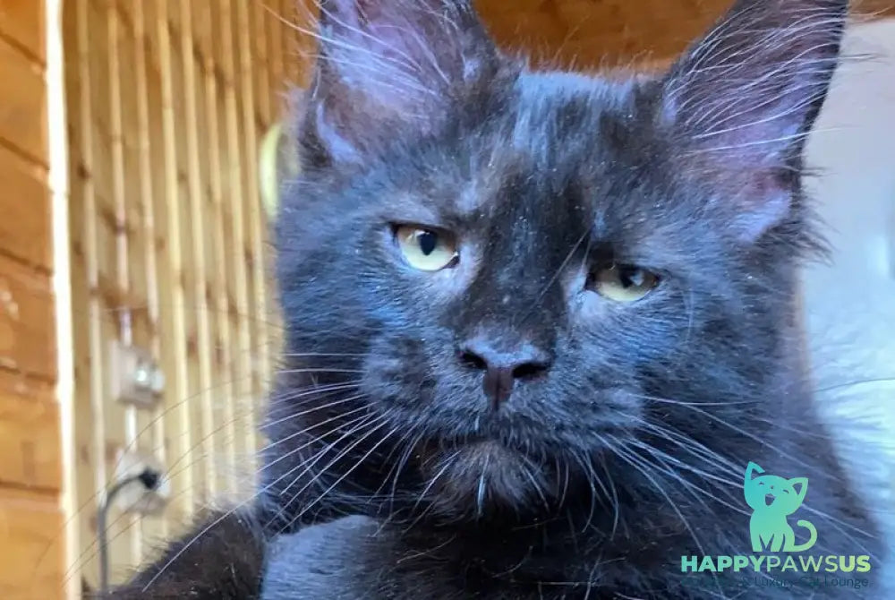 Fox Maine Coon male black - live animals