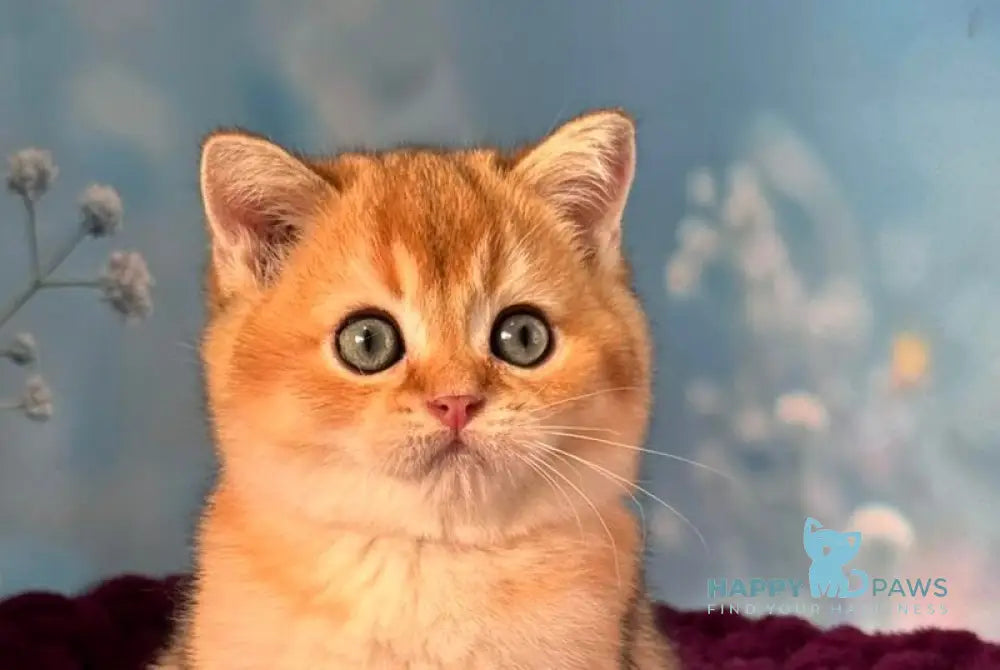 Fox Scottish Straight male black golden shaded live animals