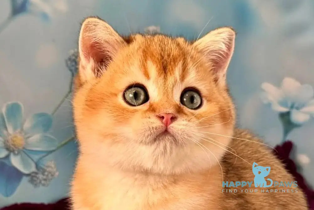 Fox Scottish Straight male black golden shaded live animals