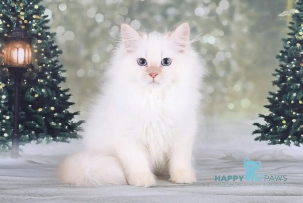 Fox Siberian male red silver tabby pointed live animals