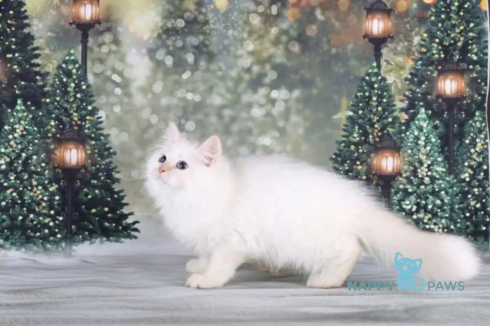 Fox Siberian male red silver tabby pointed live animals