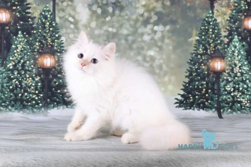 Fox Siberian male red silver tabby pointed live animals