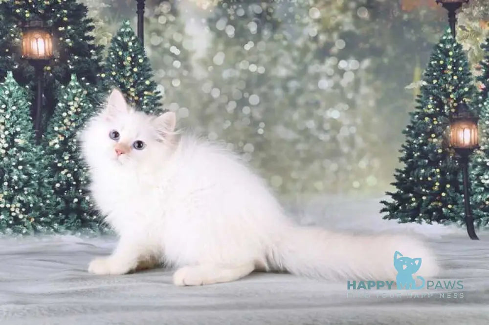 Fox Siberian male red silver tabby pointed live animals