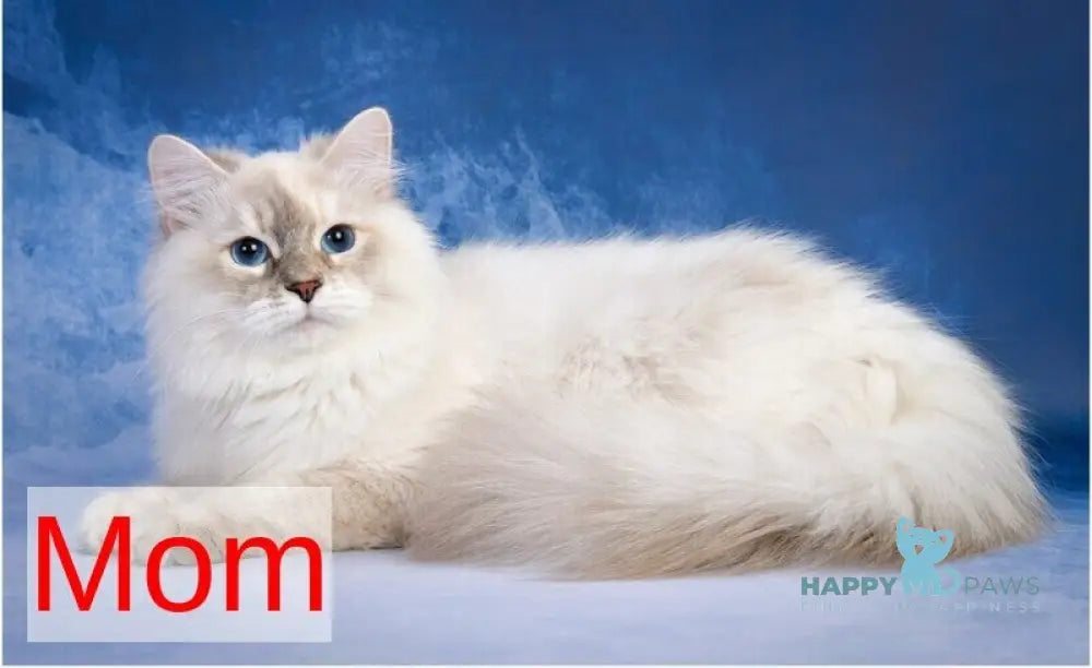 Fox Siberian male red silver tabby pointed live animals