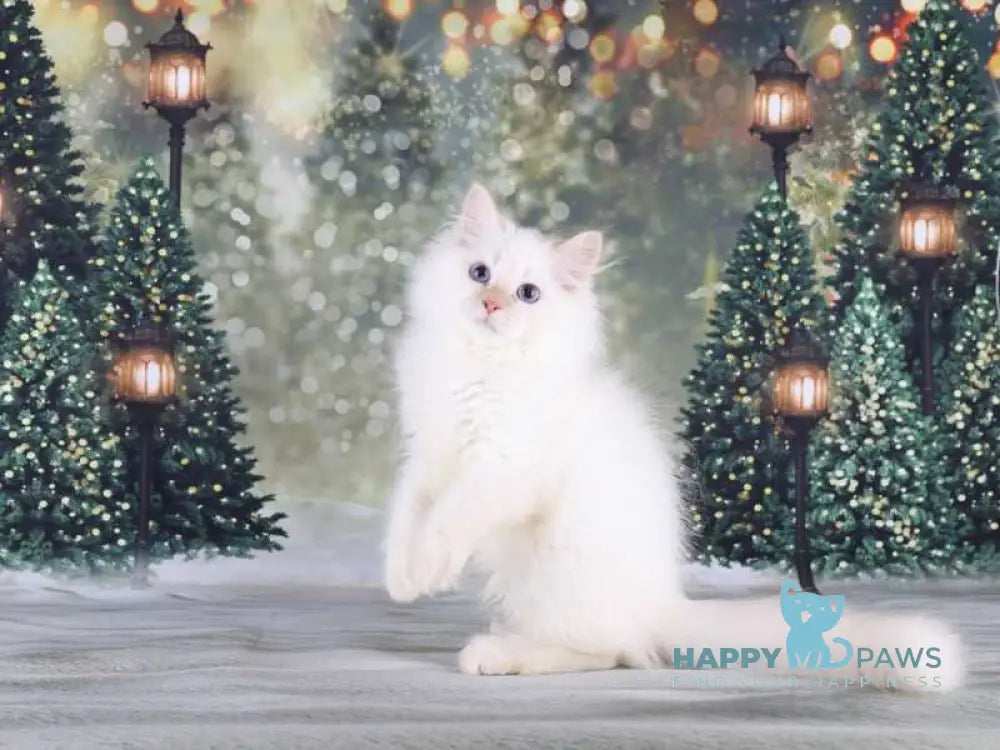 Fox Siberian male red silver tabby pointed live animals