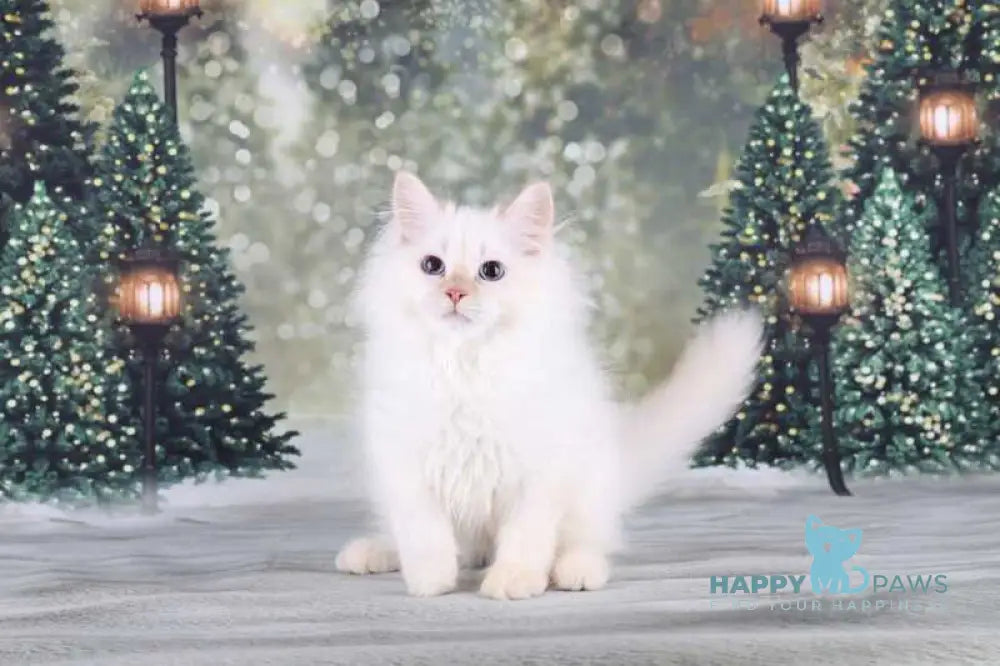 Fox Siberian male red silver tabby pointed live animals