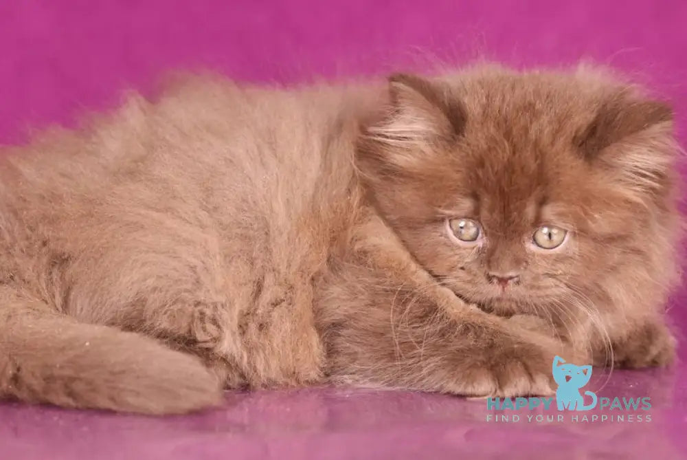 Foxy British Longhair female chocolate live animals