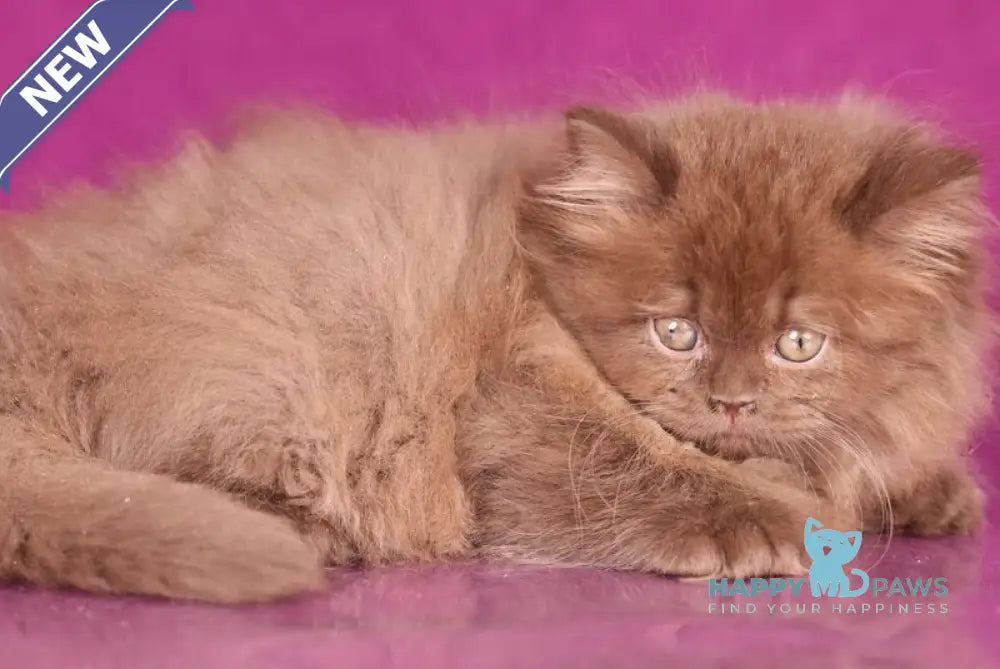 Foxy British Longhair female chocolate live animals