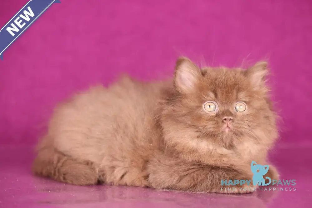 Foxy British Longhair female chocolate live animals