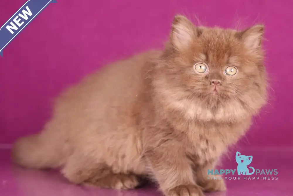 Foxy British Longhair female chocolate live animals
