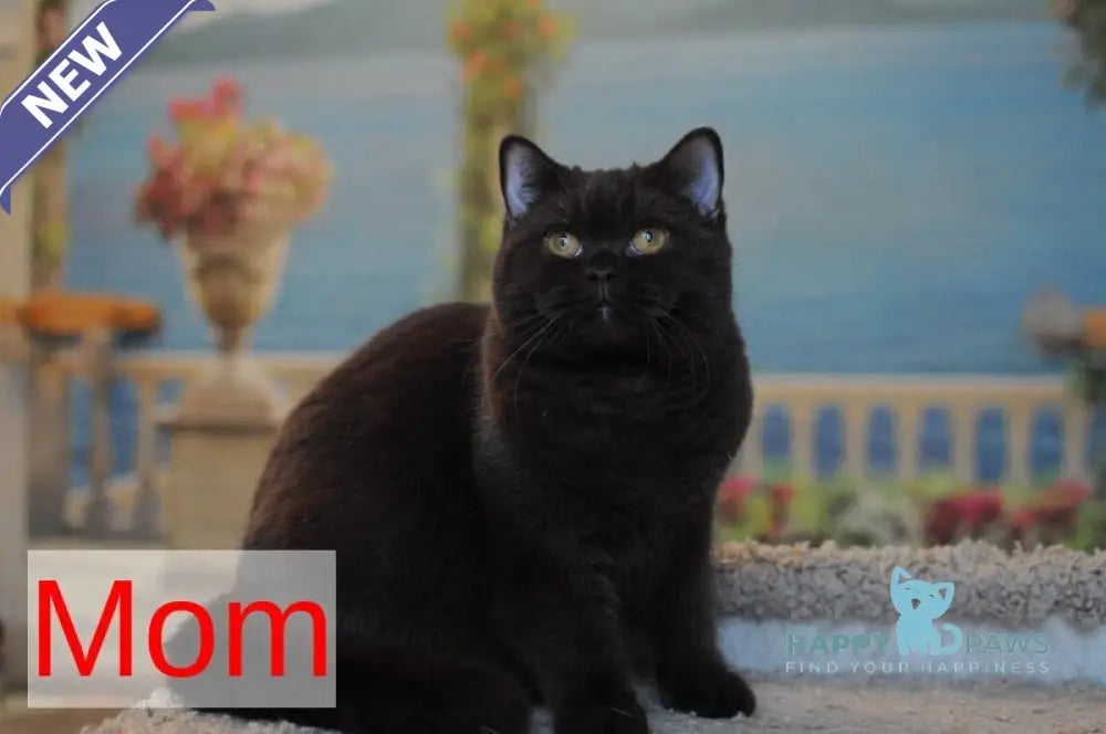 Foxy British Longhair female chocolate live animals