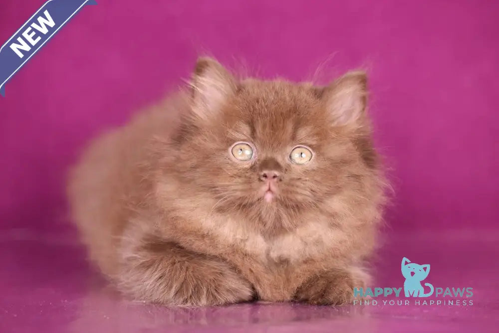 Foxy British Longhair female chocolate live animals