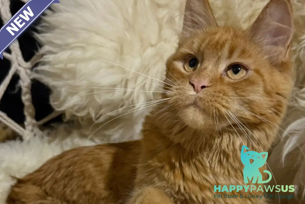 Foxy Maine Coon female red - live animals
