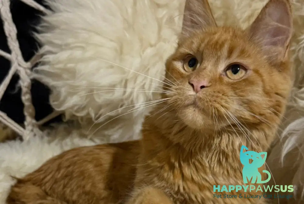 Foxy Maine Coon female red - live animals