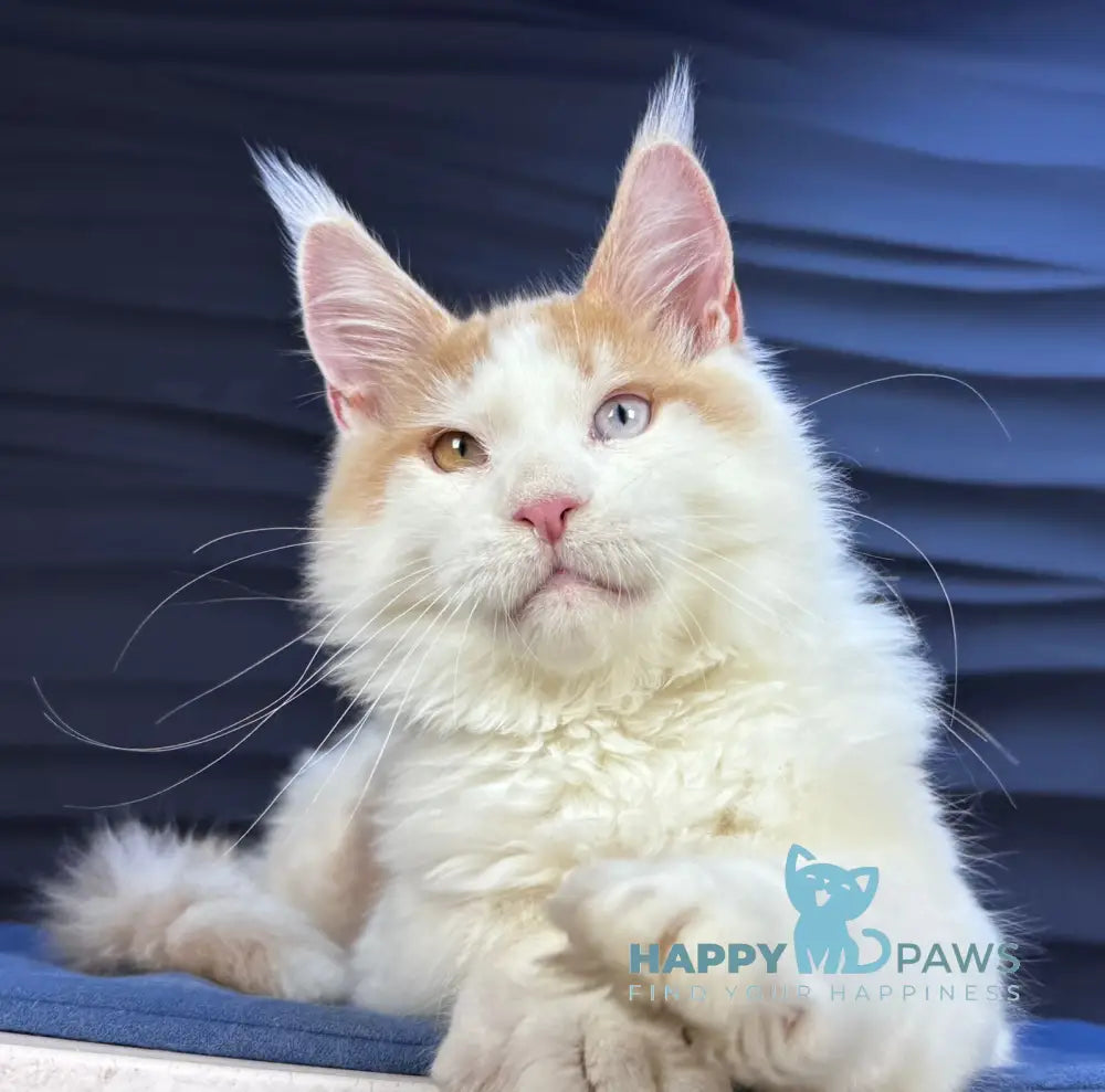 Foxy Maine Coon male cream tabby harlequin live animals