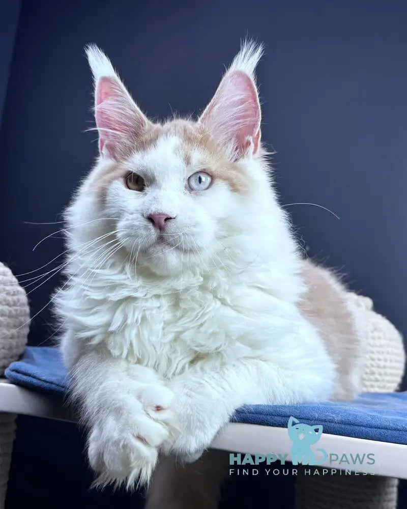 Foxy Maine Coon male cream tabby harlequin live animals