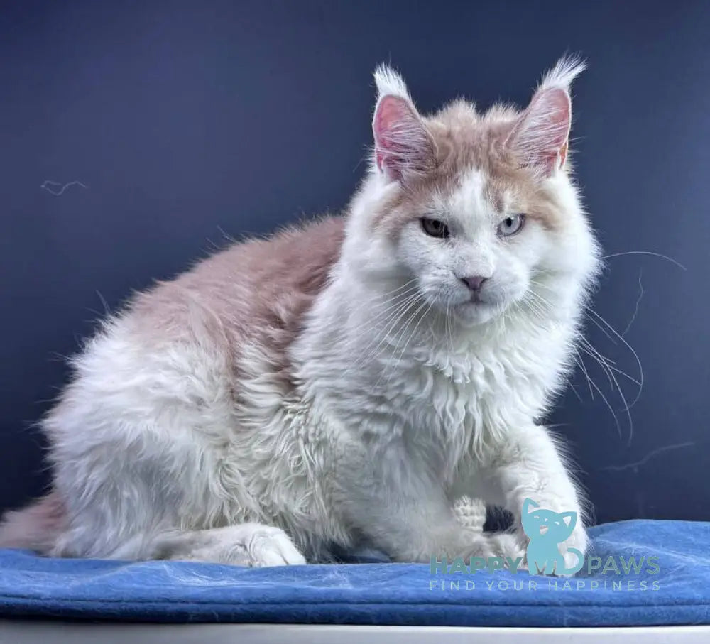 Foxy Maine Coon male cream tabby harlequin live animals