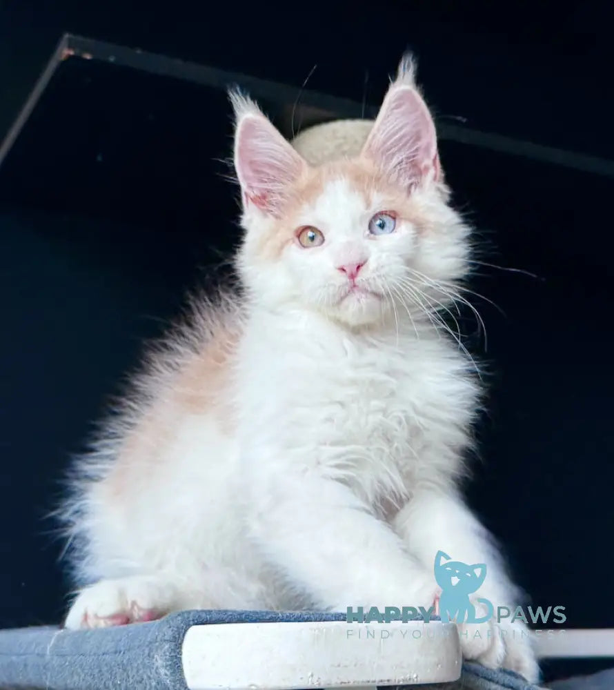 Foxy Maine Coon male cream tabby harlequin live animals