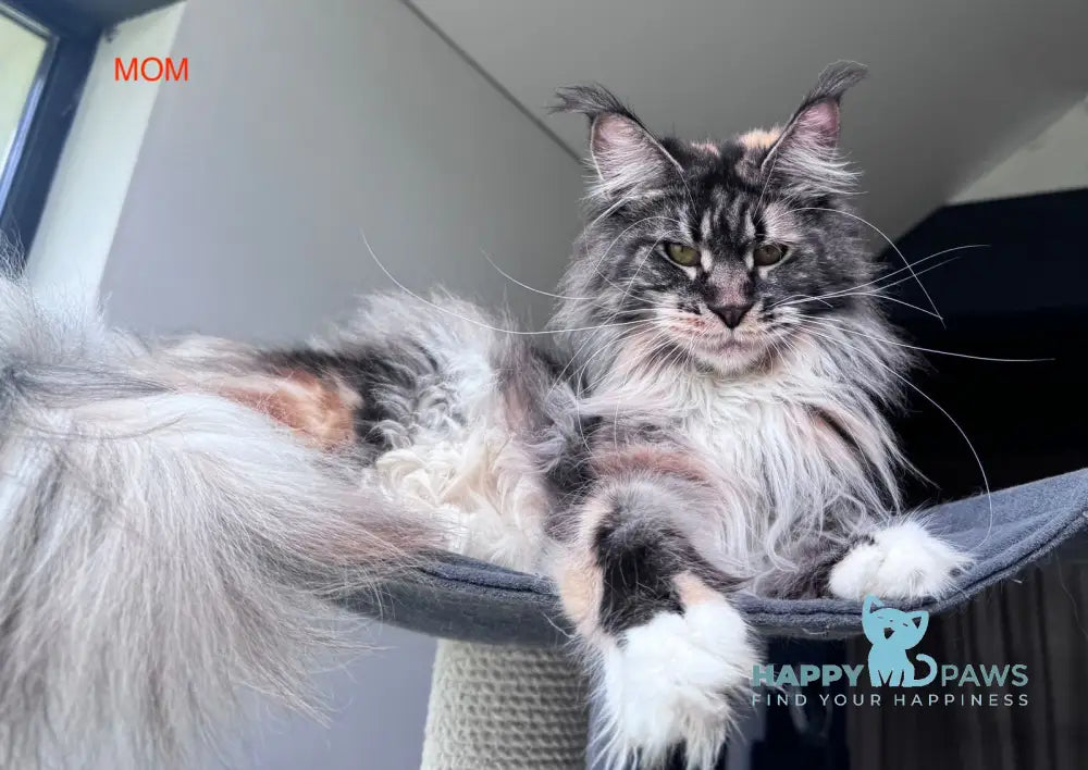 Foxy Maine Coon male cream tabby harlequin live animals